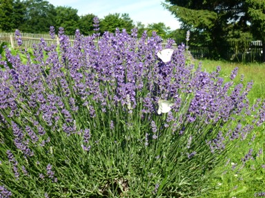 Lavendel1 Lavendel1